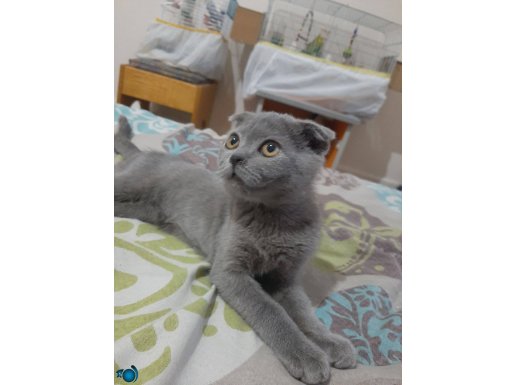 Scottish Fold cins kedi 3 Aylık satılıktır 