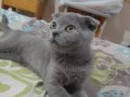 Scottish Fold cins kedi 3 Aylık satılıktır 