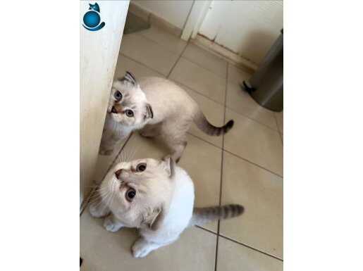 tatlı scottish fold yavrularımıza yuva arıyoruzz