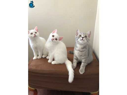 British shorthair Yavrular