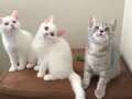 British shorthair Yavrular