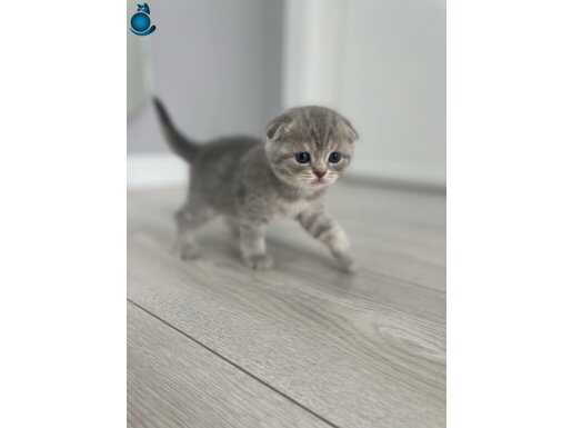 Scottish fold 45 günlük dişi yavru