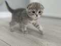 Scottish fold 45 günlük dişi yavru