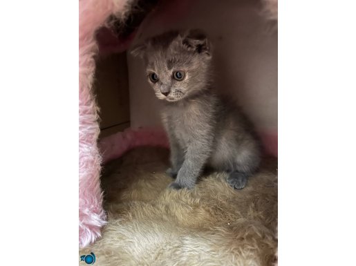 Scottish fold