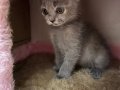 Scottish fold