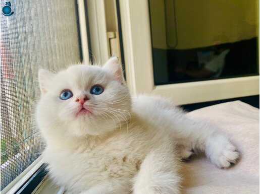 Ny1133 British shorthair 3,5 aylık yavru