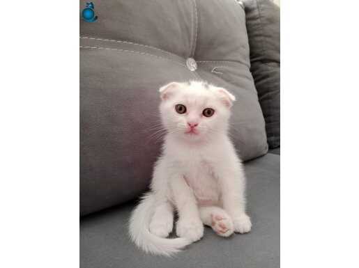 Eşsiz scottish fold