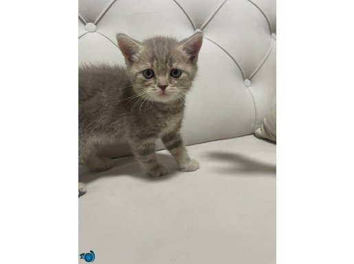 2 aylık britishshorthair tuvalet ve mama eğitimli