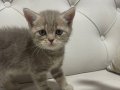 2 aylık britishshorthair tuvalet ve mama eğitimli