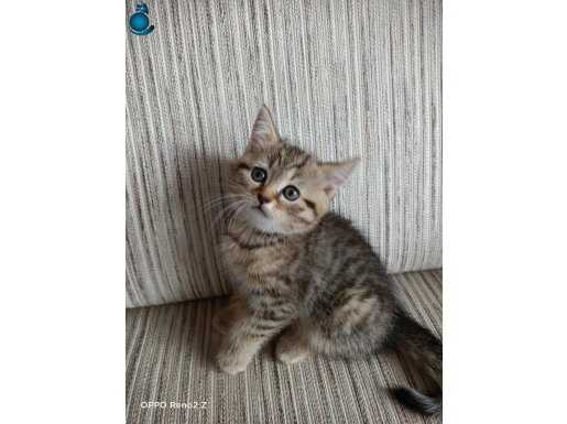 British tabby dişi 2 aylık