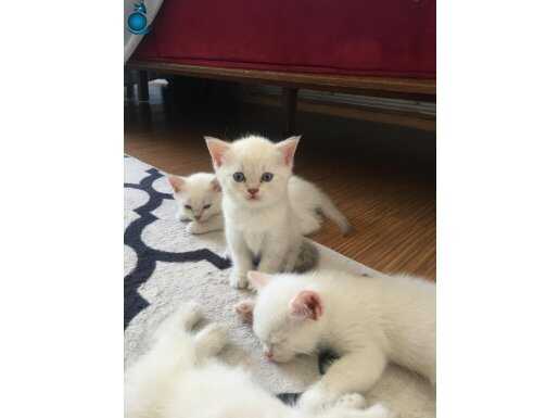 BRITISH SHORTHAIR YAVRULAR