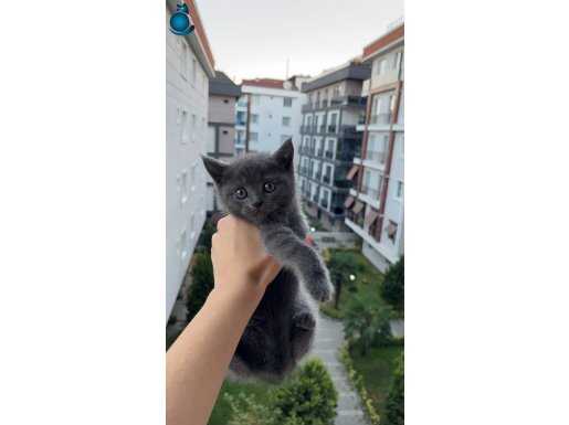 2 Aylık British Shorthair hareketli yavrum yuva arıyor