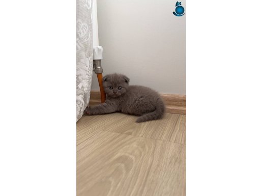 2 aylık ayı surat Scottish fold yavrum yuva arıyor 