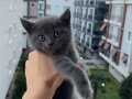 2 Aylık British Shorthair hareketli yavrum yuva arıyor