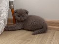 2 aylık ayı surat Scottish fold yavrum yuva arıyor 