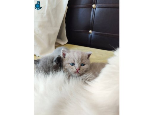 Lilac British Shorthair