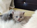 Lilac British Shorthair