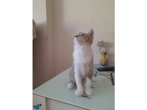 3 aylık oyun delisi british shorthair 