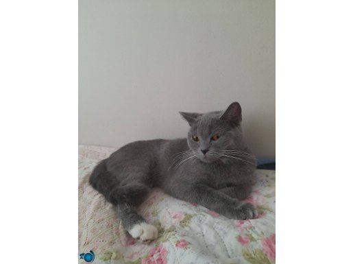 2 yaşında kızgınlıkta british shorthair