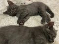 British shorthair kedicikler 