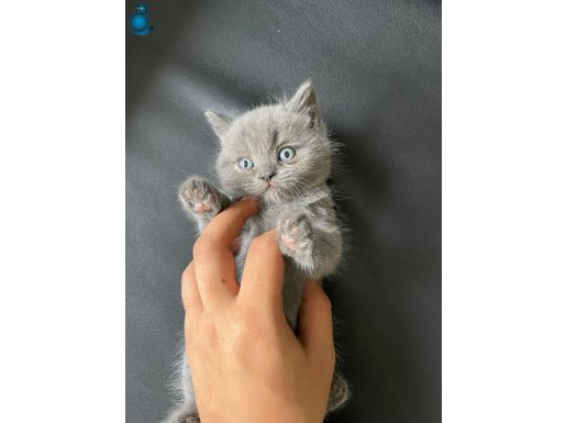 Ayı Kafa Tosun British Shorthair Bebekler