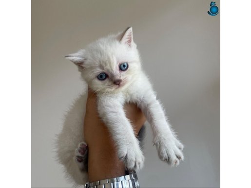 Masmavi Gözlü Ayı Kafa British Shorthair Tosun Bebek NS1133