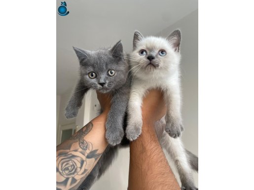 Ayı Kafa Tosun British Shorthair Bluepoint ve Gri Bebekler