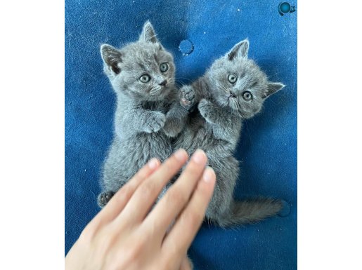 Ayı Kafa Tosun British Shorthair Çeşit Çeşit Bebekler