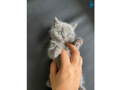 Ayı Kafa Tosun British Shorthair Bebekler