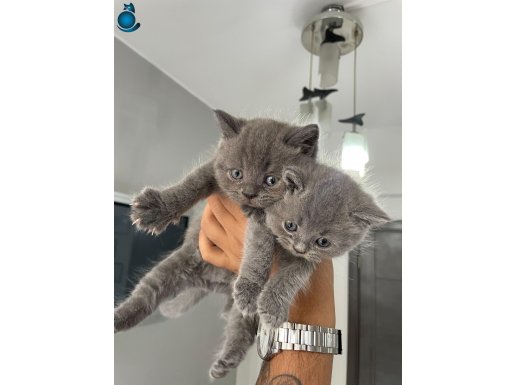 Ayı Kafa Tosun British Shorthair Gri Minik Bebekler