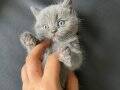 Ayı Kafa Tosun British Shorthair Bebekler