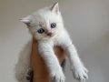 Masmavi Gözlü Ayı Kafa British Shorthair Tosun Bebek NS1133