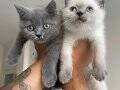 Ayı Kafa Tosun British Shorthair Bluepoint ve Gri Bebekler