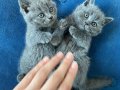 Ayı Kafa Tosun British Shorthair Çeşit Çeşit Bebekler