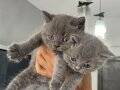 Ayı Kafa Tosun British Shorthair Gri Minik Bebekler