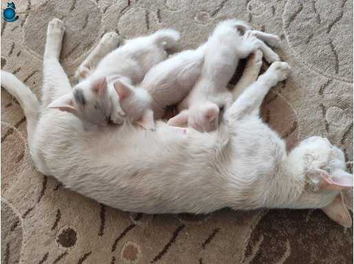 Kuma alışkın lar yaş mama yiyebiliyorlar 3haftasi doldu