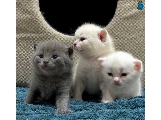 British Shorthair 