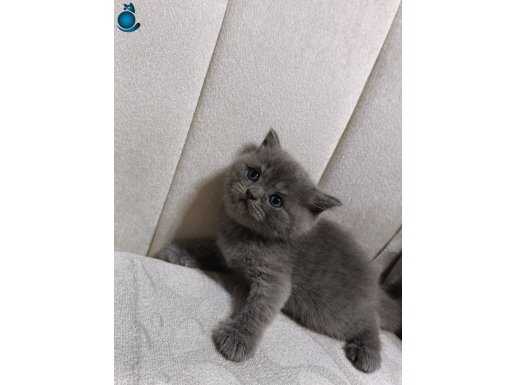 Yavru dişi british shorthair yavru kediler