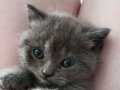 Yavru british shorthair 