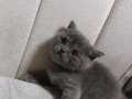 Yavru dişi british shorthair yavru kediler