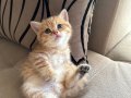 Yavru golden British kedi