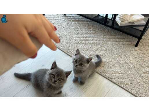 Satilik yavru dişi british shorthair