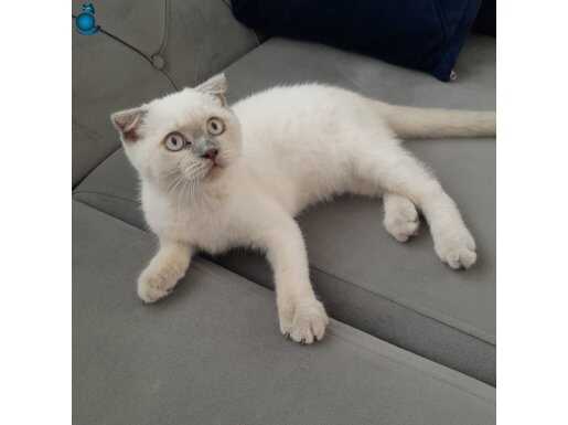 SafKan Scottish Fold