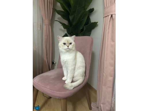 British shorthair kısır erkek kedi