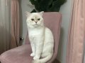 British shorthair kısır erkek kedi