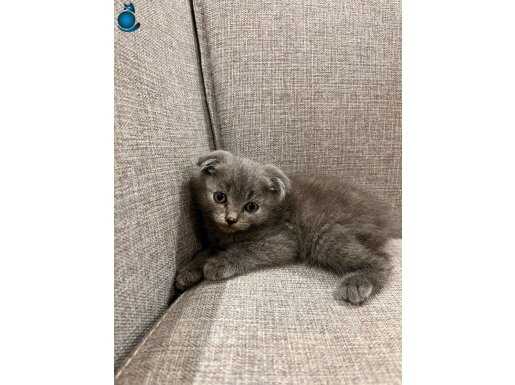 2 Aylık Scottish Fold Gri