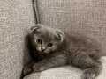 2 Aylık Scottish Fold Gri