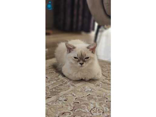 Scottish Fold Blue Point Yavrumuz Sahiplendirme 