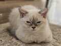 Scottish Fold Blue Point Yavrumuz Sahiplendirme 