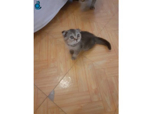 2 aylık Scottish Fold